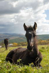 Лошади на пастбище. Horses in the pasture. Сахалин. Sakhalin. (marka) - marka