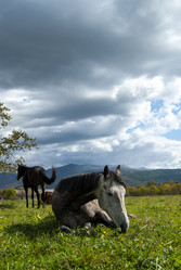 Лошади на пастбище. Horses in the pasture. Сахалин. Sakhalin. (marka) - marka