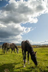 Лошади на пастбище. Horses in the pasture. Сахалин. Sakhalin. (marka) - marka