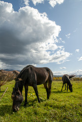 Лошади на пастбище. Horses in the pasture. Сахалин. Sakhalin. (marka) - marka