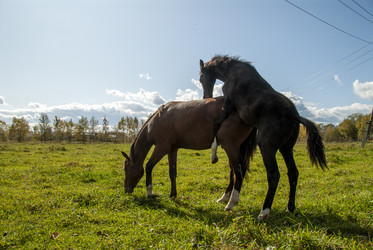 Лошади на пастбище. Horses in the pasture. Сахалин. Sakhalin. (marka) - marka