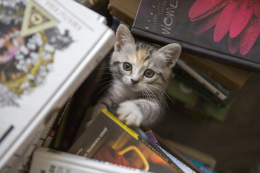 Котенок в книгах - Myrzenok