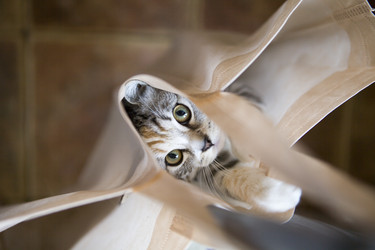 Котенок в сумке - Myrzenok