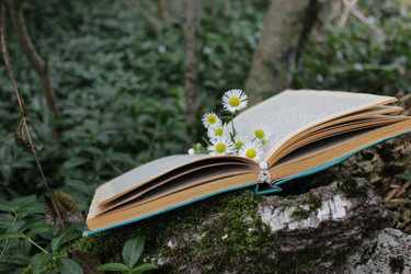Книга на старом бревне с веточкой ромашек-закладкой - AleksSu