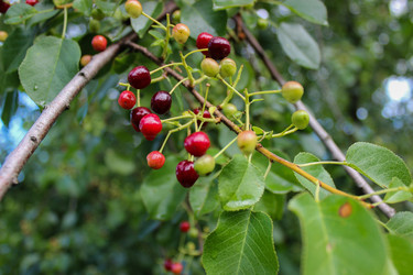 Магалебская вишня (Prunus mahaleb) с каплями дождя, крупный план - AleksSu