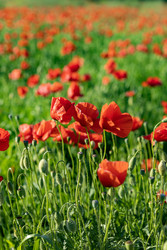 Италия. Казерта. Красные маки на зеленом лугу.   Italy. Caserta. Red poppies on a green meadow - ffoto-graff