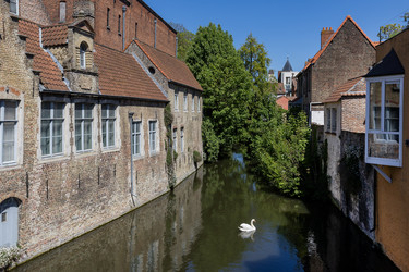Бельгия. Брюгге. Лебедь в городском канале.
Belgium. Bruges. Swan in a City Canal - ffoto-graff