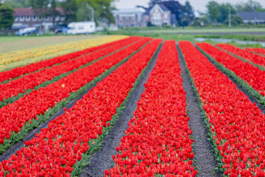 Нидерланды. Лиссе. Красные тюльпаны на сельскохозяйственных полях.
Netherlands. Lisse. Red Tulips in Agricultural Fields - ffoto-graff
