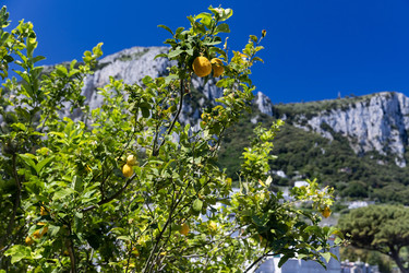 Италия. Остров Капри. Дерево с лимонами на фоне горного пейзажа.
Italy. Capri Island. Lemon Tree Against Mountain Landscape - ffoto-graff