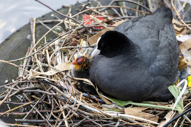 Нидерланды. Амстердам. Птица лысуха с птенцами в гнезде.
Netherlands. Amsterdam. Coot with Chicks in Its Nest - ffoto-graff