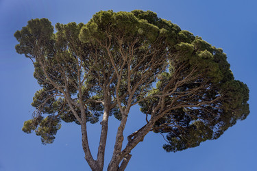 Италия. Остров Капри. Крона сосны итальянской (пинии).
Italy. Capri Island. Italian Stone Pine (Pinus pinea) Crown - ffoto-graff