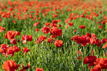 Италия. Казерта. Красные маки на зеленом лугу.   Italy. Caserta. Red poppies on a green meadow - ffoto-graff