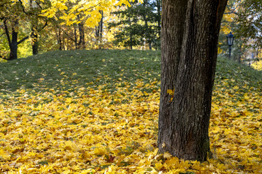 Close‑up tree trunk in autumn park for nature blogs, wall art, and eco‑brands - Kulkann75