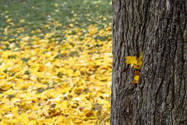 Close‑up tree trunk in autumn park for nature blogs, wall art, and eco‑brands - Kulkann75