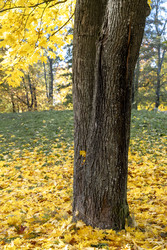 Close‑up tree trunk in autumn park for nature blogs, wall art, and eco‑brands - Kulkann75