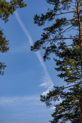 Сосны на фоне голубого неба с инверсионным следом — природный пейзаж - Derbis