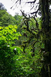 Вид на лес - gumbao