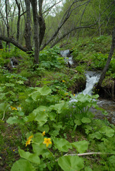 Ручей в лесу. Сахалин. Waterfall. Sakhalin. (marka) - marka