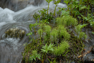 Ручей в лесу. Сахалин. Waterfall. Sakhalin. (marka) - marka