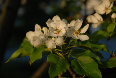 Цветущая яблоня. Сахалин. sakura. Sakhalin. (marka) - marka