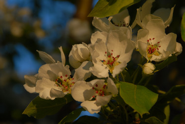 Цветущая яблоня. Сахалин. sakura. Sakhalin. (marka) - marka