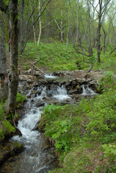 Ручей в лесу. Купель. Сахалин. Waterfall. Sakhalin. (marka) - marka