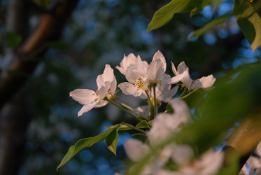 Цветущая яблоня. Сахалин. sakura. Sakhalin. (marka) - marka