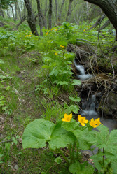 Ручей в лесу. Сахалин. Waterfall. Sakhalin. (marka) - marka