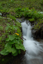 Ручей в лесу. Сахалин. Waterfall. Sakhalin. (marka) - marka