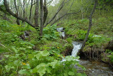 Ручей в лесу. Сахалин. Waterfall. Sakhalin. (marka) - marka