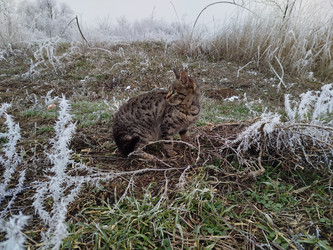 Зимний кот - LizaEVG