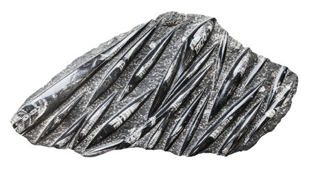 Окаменевшие окаменелости Orthoceras, изолированные горные породы - vale