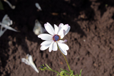 Остеоспермум (Osteospermum) - bykgeniy