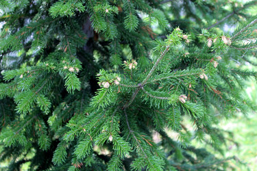 Пихта Нордмана (Abies nordmanniana - bykgeniy