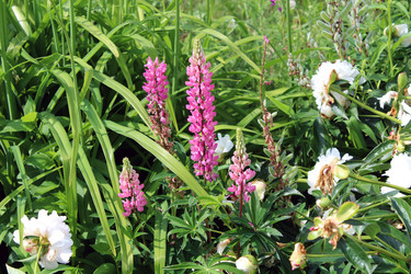 Люпин многолистный (Lupinus polyphyllus) - bykgeniy