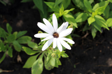 Остеоспермум (Osteospermum) - bykgeniy