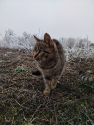 Кот - LizaEVG
