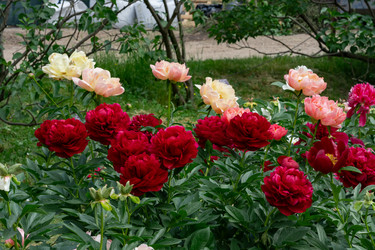 Пышная клумба на заднем дворе, заполненная цветущими пионами темно-бордового и нежно-персиково-кораллового цвета, с яркой зеленой листвой, создающей богатую растительную текстуру под мягким естественным дневным светом - IKvyatkovskaya