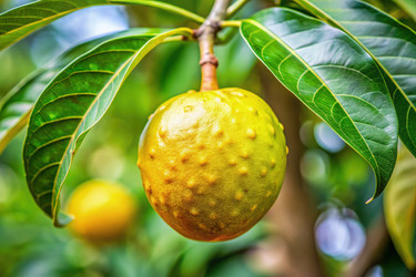 Плоды Genip, свисающие с дерева в тропическом климате. Генеративный ИИ - RomanZ