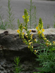 Желтые полевые цветы льнянки обыкновенной у каменной дорожной кромки - raregarden