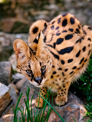 Сервал (Leptailurus serval), также известный как кустарниковая кошка - AlexSou1