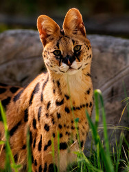 Хищник сервал (Leptailurus serval) - AlexSou1