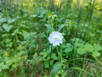 Дрема белая (Silene latifolia) - bykgeniy