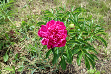 Пион травянистый (Paeonia) - bykgeniy