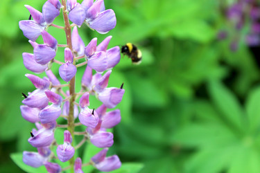 Люпин многолистный (Lupinus polyphyllus) - bykgeniy
