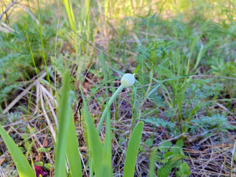 Лук-слизун (поникающий) — Allium nutans - bykgeniy