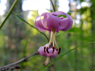 Лилия кудреватая (Lilium martagon) - bykgeniy