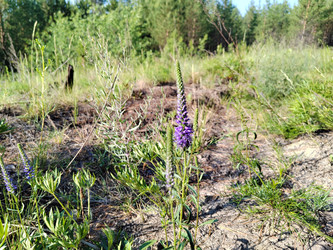 Вероника колосистая (Veronica spicata) - bykgeniy