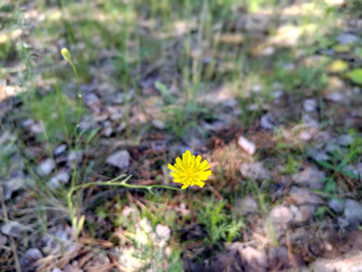 Скерда сибирская (Crepis sibirica) - bykgeniy