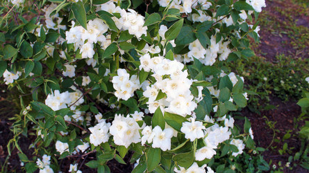 Чубушник (Philadelphus) - bykgeniy